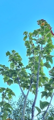 Acer davidii