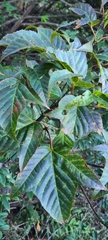 Acer davidii