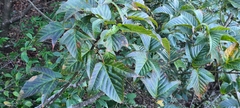 Acer davidii