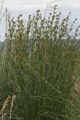 Cladium mariscus