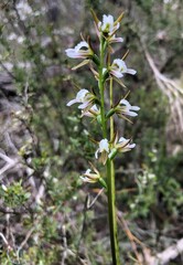 Prasophyllum odoratum