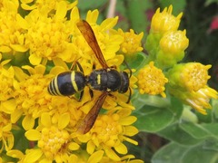 Euodynerus foraminatus