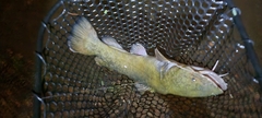Pylodictis olivaris
