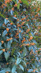 Osmanthus fragrans aurantiacus