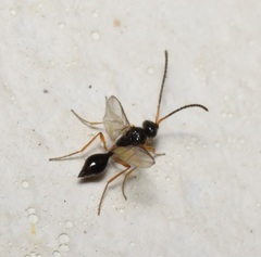 Aclista