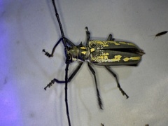 Batocera lineolata