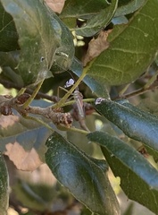 Coniopterygidae