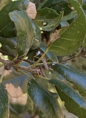 Coniopterygidae