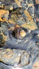 Austrocochlea porcata