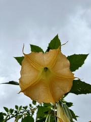 Brugmansia