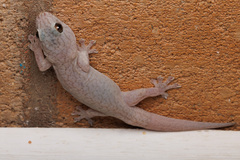 Gehyra purpurascens