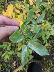 Salix scouleriana