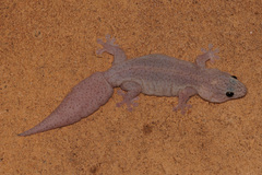 Gehyra purpurascens