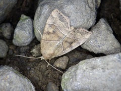 Cosmia trapezina