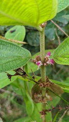 Miconia rubra