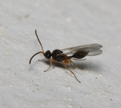 Aclista