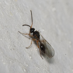 Aclista