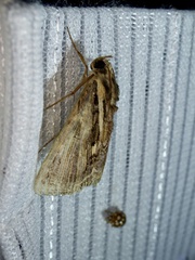 Ercheia umbrosa