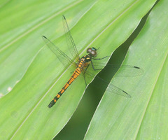 Amphithemis curvistyla
