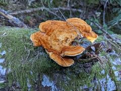 Pycnoporellus