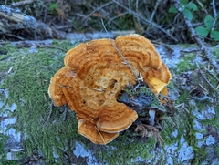 Pycnoporellus
