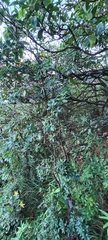 Magnoliales