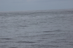 Hydrobates microsoma