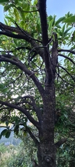 Magnoliales