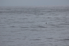 Hydrobates microsoma