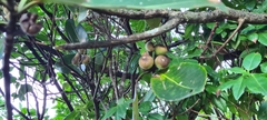 Magnoliales