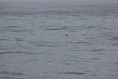 Hydrobates microsoma