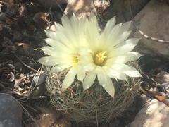 Coryphantha neglecta