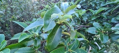 Magnoliales