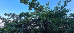 Magnoliales