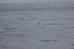 Hydrobates microsoma