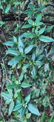 Magnoliales