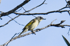 Lichenostomus cratitius