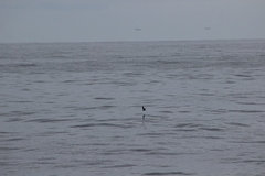 Hydrobates microsoma