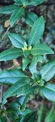 Magnoliales