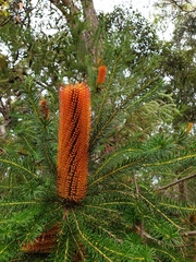Banksia ericifolia