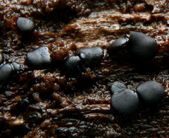 Leotiomycetes