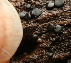 Leotiomycetes