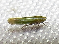 Alconeura fulminea