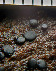 Leotiomycetes