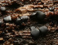 Leotiomycetes