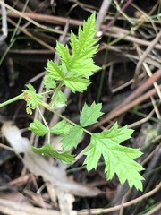 Rubus parvifolius