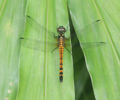 Amphithemis curvistyla