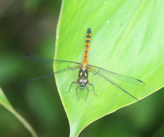 Amphithemis curvistyla