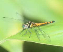 Amphithemis curvistyla