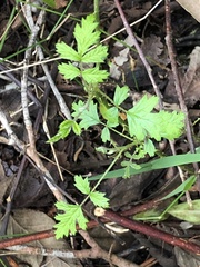 Rubus parvifolius